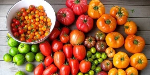 Kako pravilno zalijevati paradajz jodom